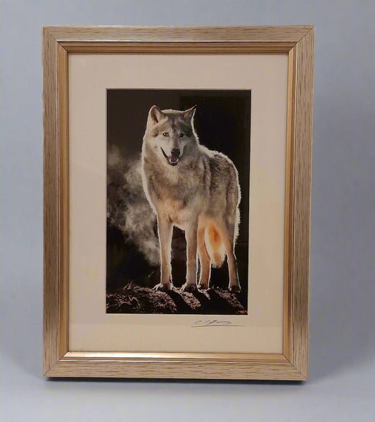 Cheng Yan Studio 'Morning Wolf' Framed Photo