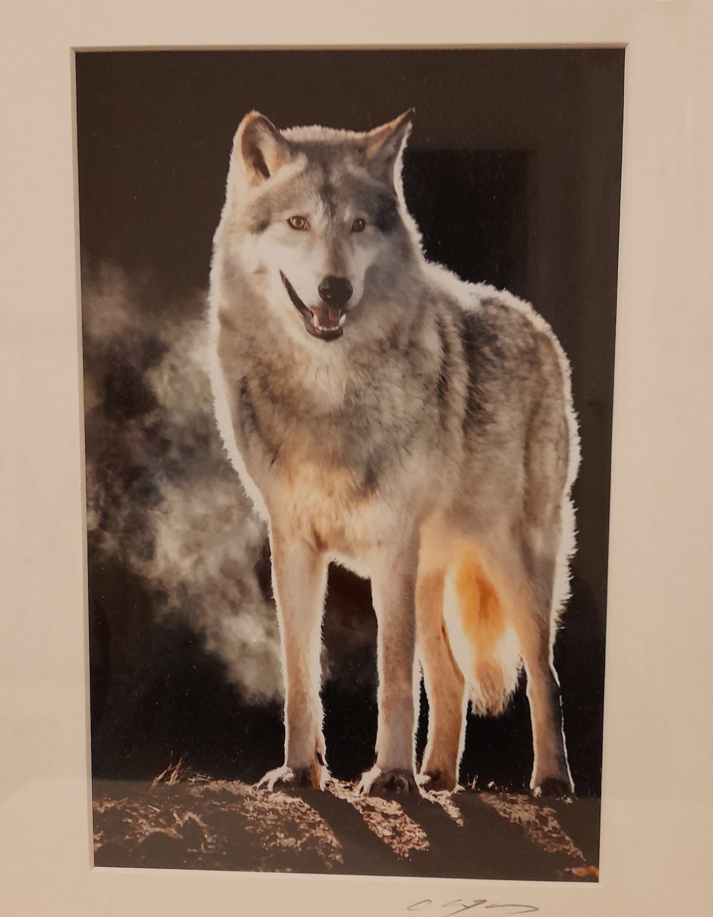 Cheng Yan Studio 'Morning Wolf' Framed Photo