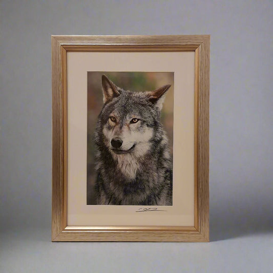 Cheng Yan Studio 'Alert Wolf' Framed Photo