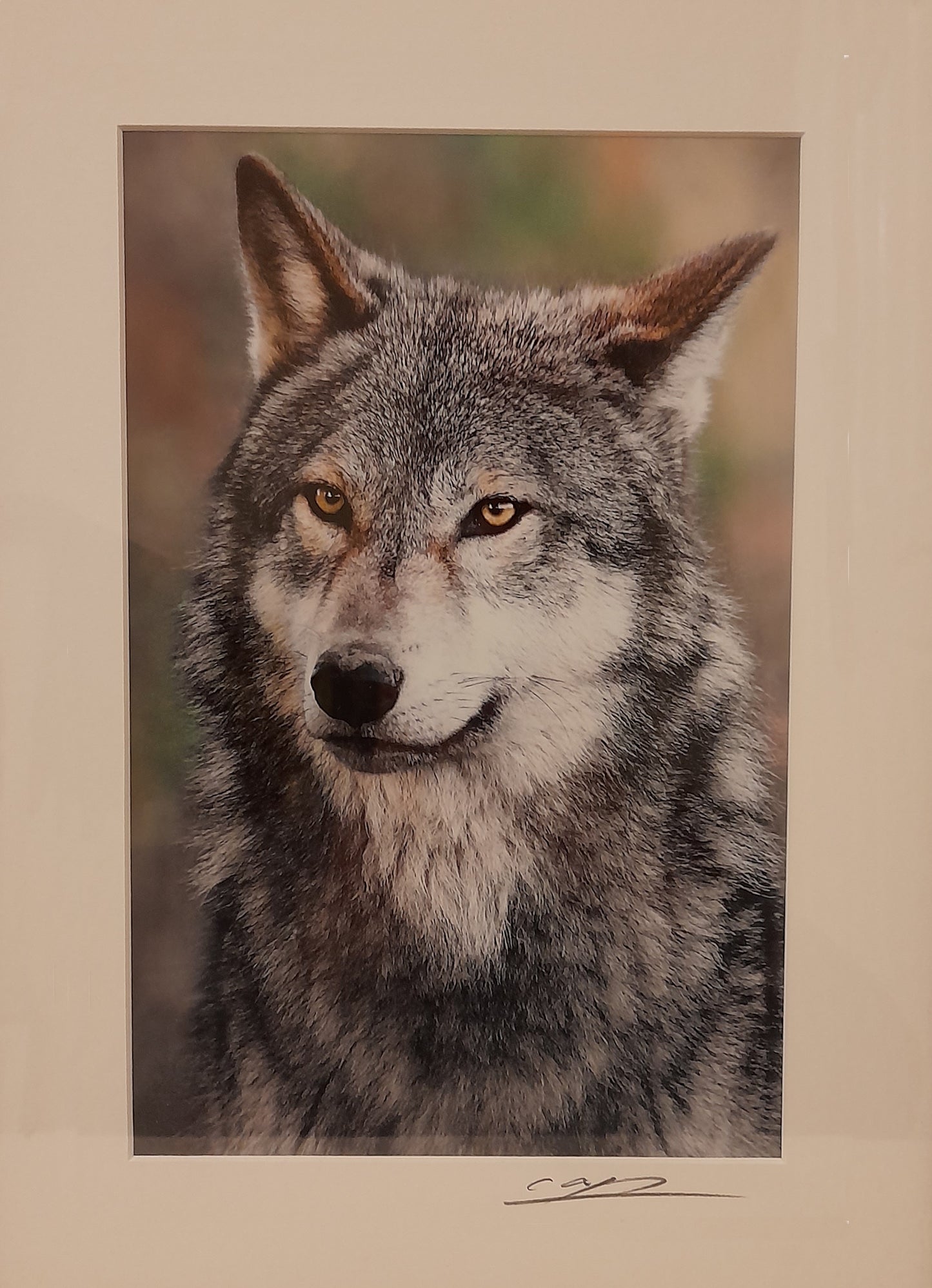 Cheng Yan Studio 'Alert Wolf' Framed Photo
