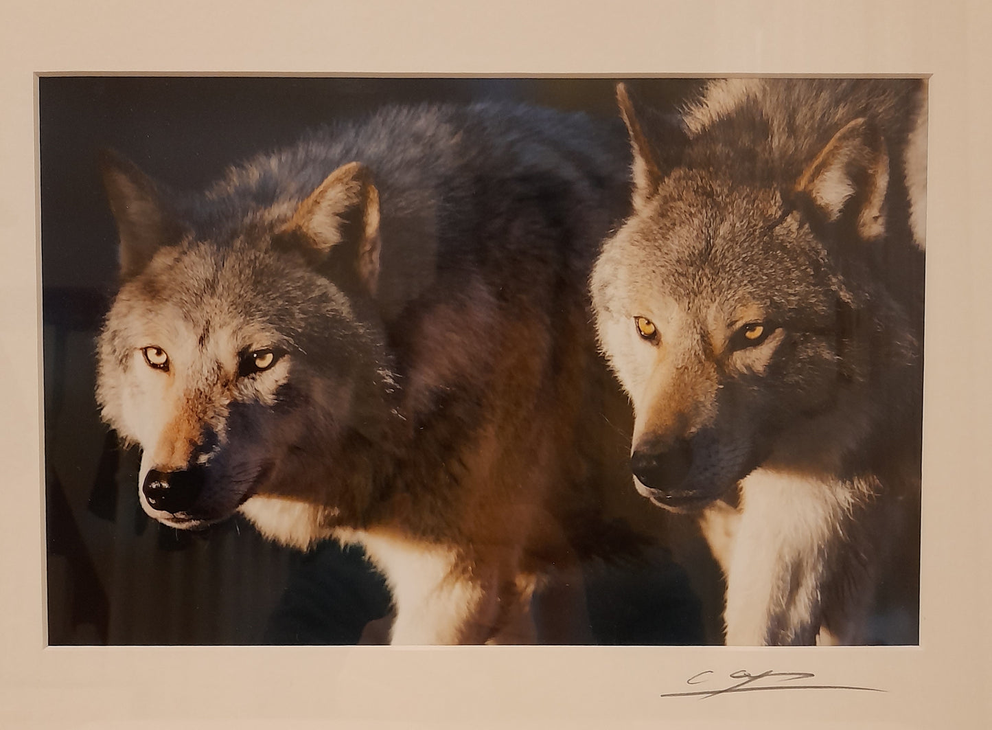 Cheng Yan Studio 'Prowling Wolves' Framed Photo